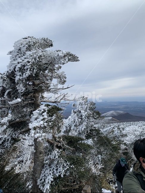 제주,제주도,산,설산,겨울,한라산,자연,풍경,눈,식물,나무