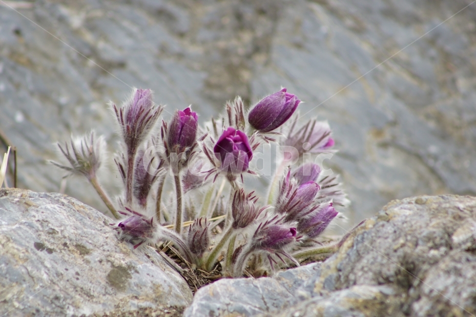 동강,할마꽃,꽃,봄,천연기념물,식물,자연,plants,nature,꽃,flower