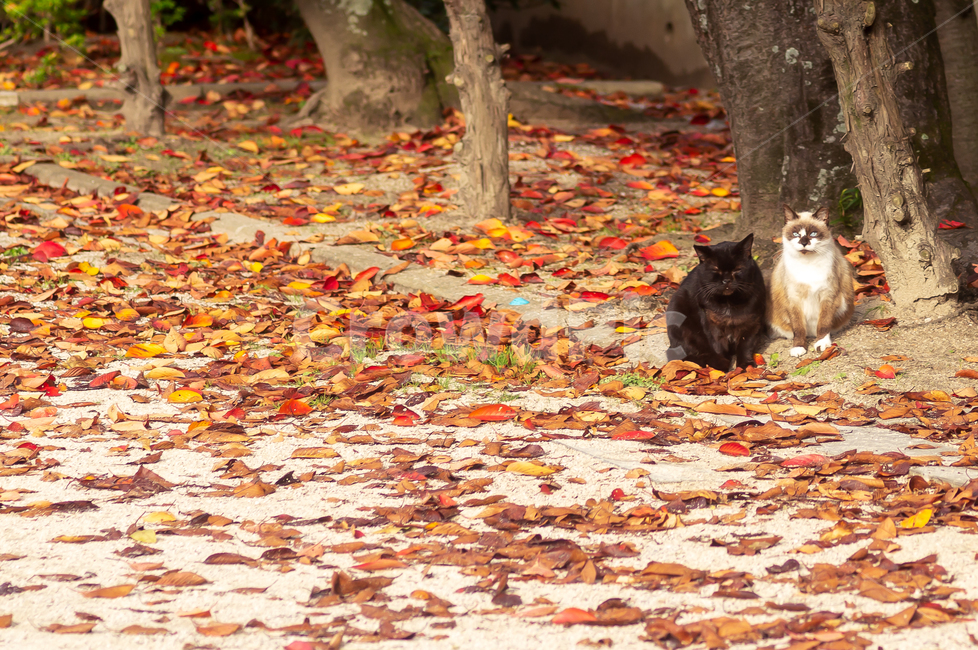 가을,낙엽,고양이,나무,공원,가을,계절,fall,autumn,season,동물,animal,포유류,mammal,고양이,cat,kitten,kitty,leaf,잎,plant,식물,tree,chicken,치킨,bird,새,fowl,poultry,가금류