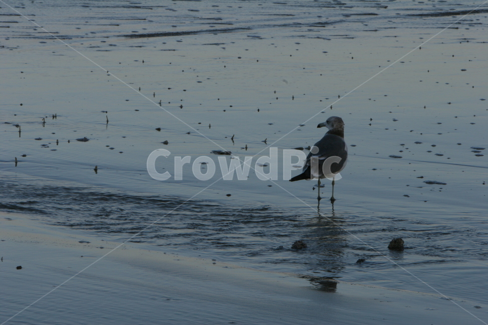 갈매기,해변,해안,바다,파도,물결,animal,동물,bird,새,seagull,동물,animal,조류,새,birds