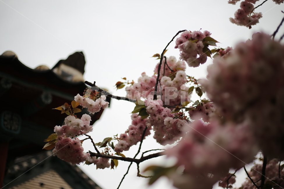 왕벚꽃,벚꽃,꽃,분홍,봄,식물,자연,plants,nature,꽃,flower