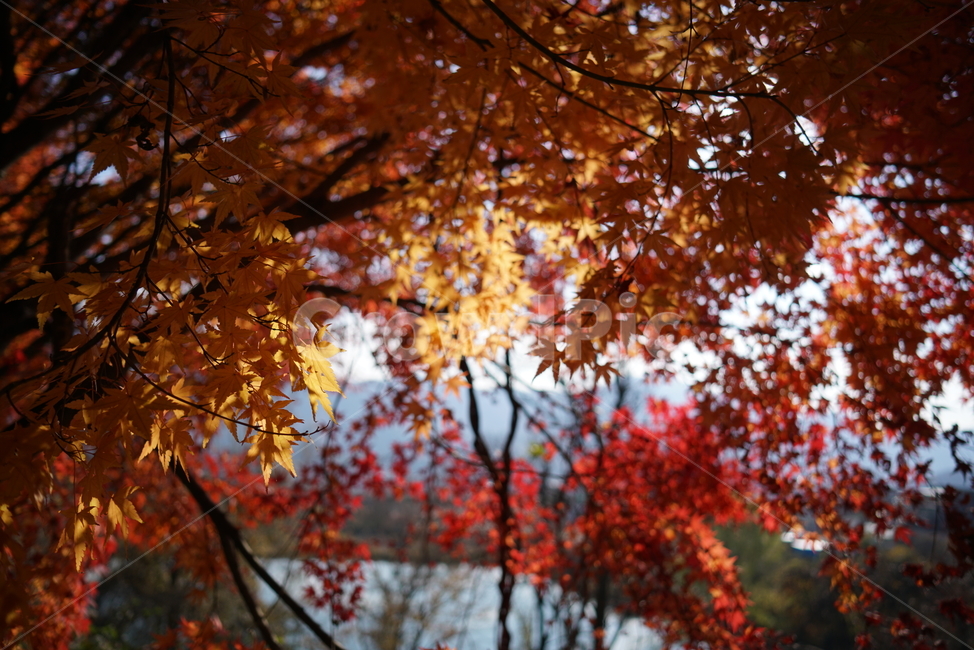 가을단풍,단풍나무,단풍잎,leaf,잎,plant,식물,tree,나무,maple,단풍,가을,계절,fall,autumn,season,식물,자연,plants,nature,나무,trees,wood