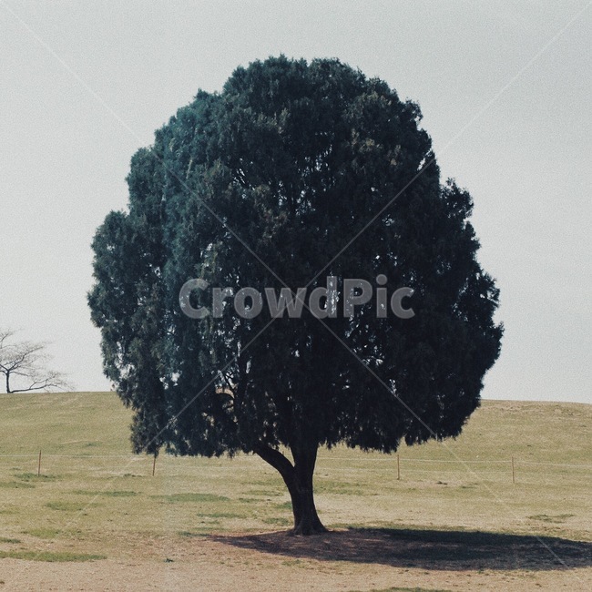 tree,나무,plant,식물,treetrunk,나무줄기,외로움,봄,spring,식물,자연,plants,nature,나무,trees,wood