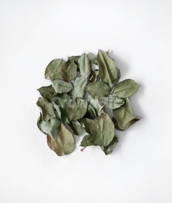 나뭇잎,잎,드라이플라워,소품,데코,말린잎,prop,object,leaves,leaf,dryplan,decoration,whitebackground,식물,자연,plants,nature,누끼,remove background
