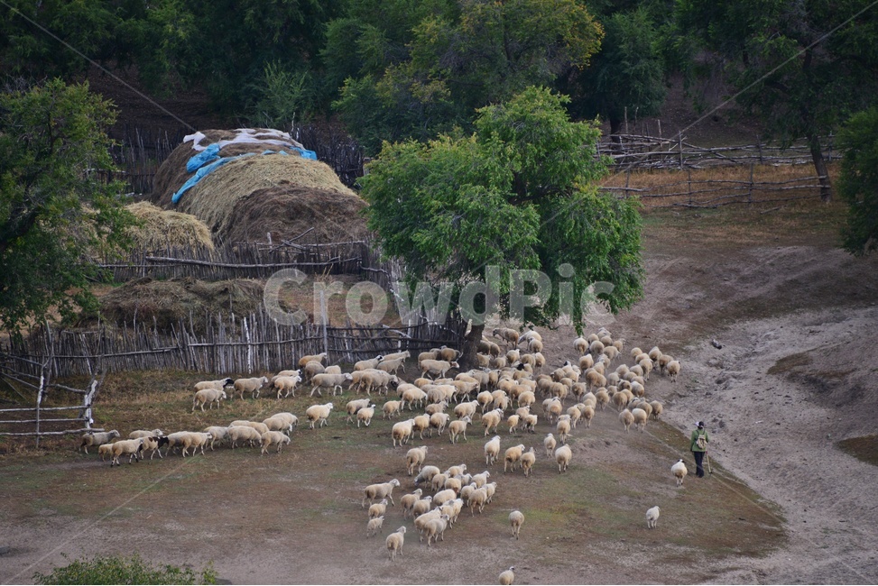 outdoors,옥외,grassland,목초지,field,들,flock,대군,animal,동물,landscape,경치,nature,자연,scenery,풍경,중국,몽고,패상,패상가을,양떼,패상양떼,person,사람,human,인간