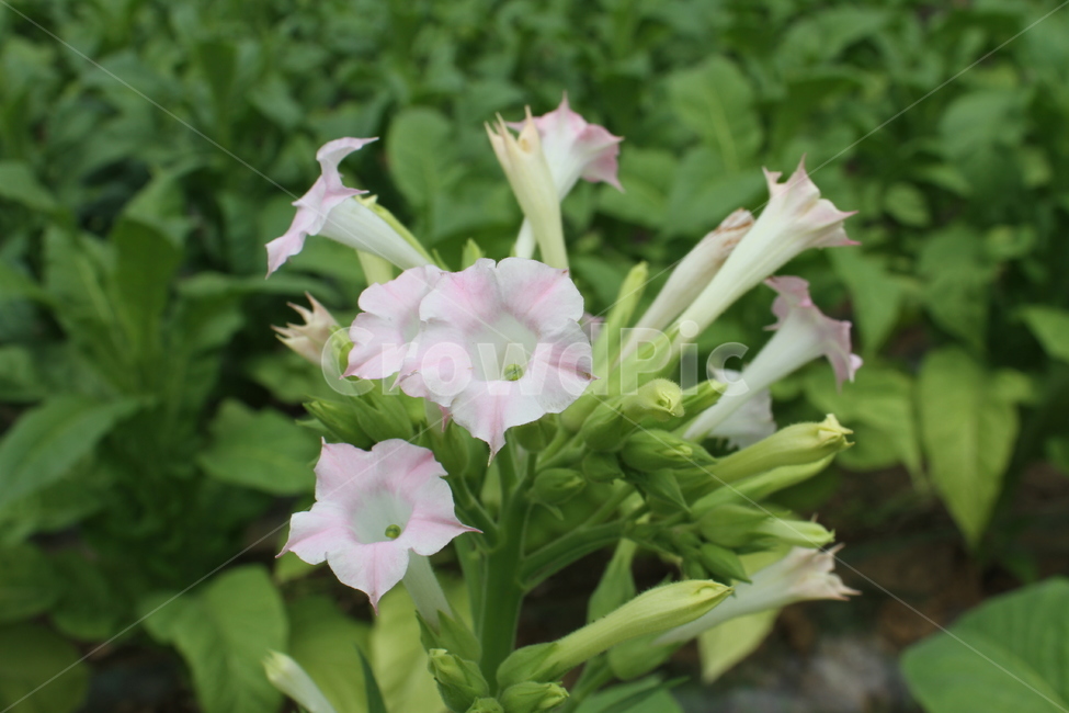 꽃,담배꽃,식물,농작물,tobacco,식물,자연,plants,nature,꽃,flower