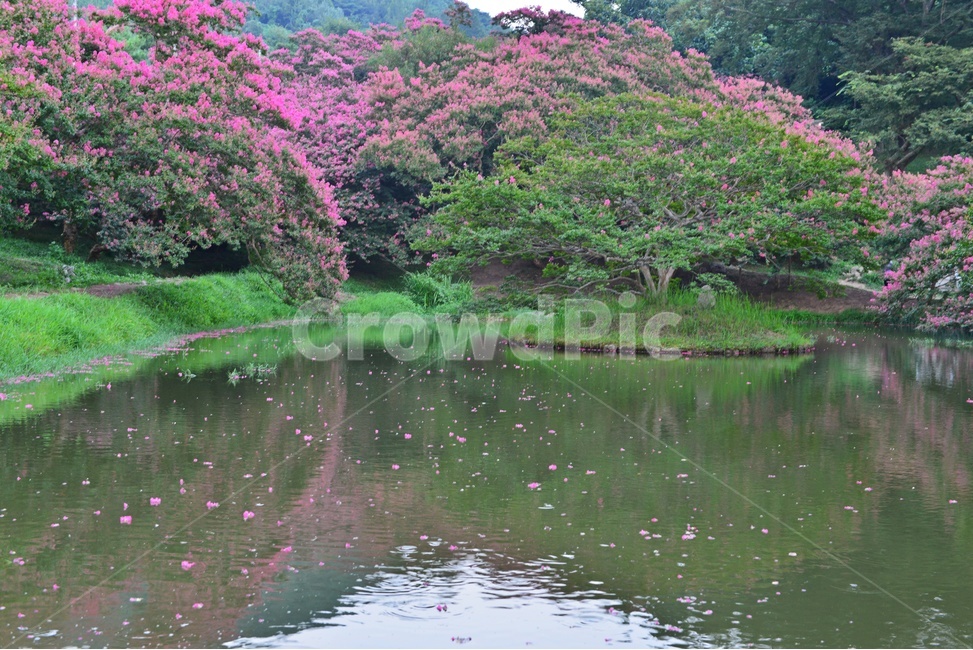 담양,명옥헌,명옥헌원림,문화재,명옥헌배롱나무,배롱나무,배롱나무꽃,낙화유수,꽃잎,연못,반영,만개,outdoors,옥외,water,물,nature,자연