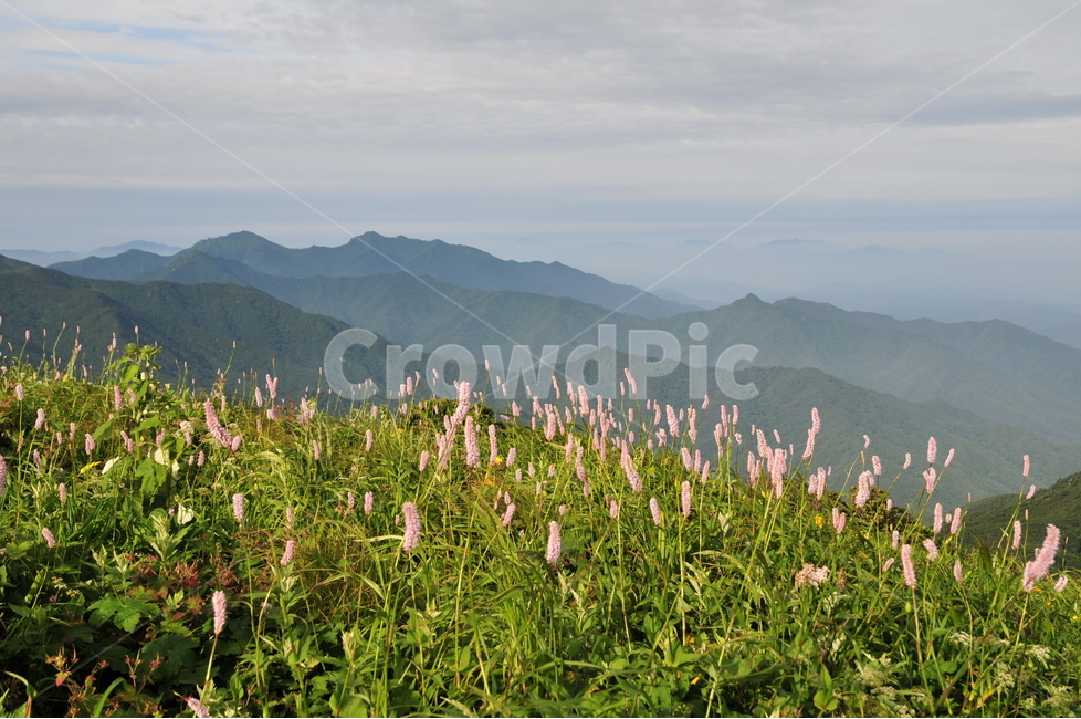덕유산,무주,범꼬리,능선,운무,백두대간,자연,풍경,nature,landscape,한국자연풍경,한국자연경관,korea nature landscape,outdoors,옥외,grassland,목초지,field,들,farm,농장,rural,농촌