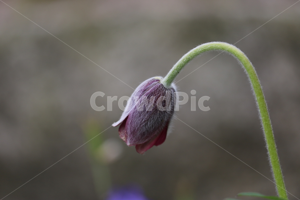 꽃,봄,여름,수목원,자연,봄,계절,spring,season,식물,자연,plants,nature,꽃,flower,geranium,제라늄,blossom,plant,sprout,새싹,bud,싹