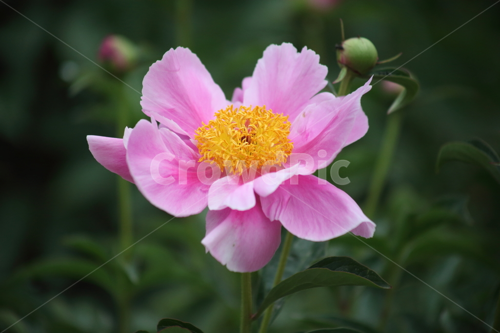 작약,꽃,작약꽃,봄,peonyroot
