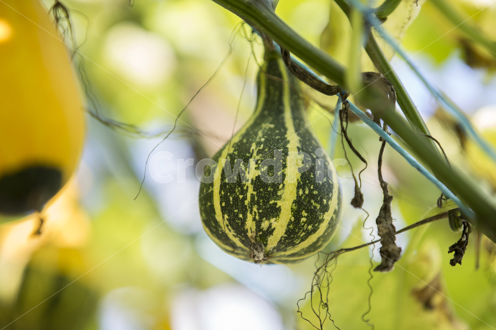 조롱박,호박,식물,음식,야채,cucurbit,pumpkin,gourd,vegetable,박,과일,열매,fruit