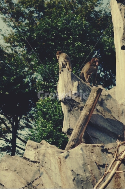 동물원,원숭이,친구,서먹,monkey,zoo,friend,동물,animal,동물,animal,포유류,mammal