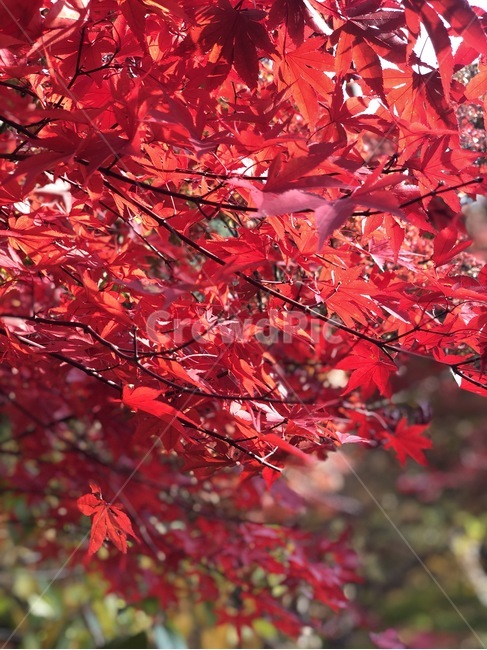 가을,낙엽,풍경,계절,산,단풍,plant,식물,leaf,잎,tree,나무