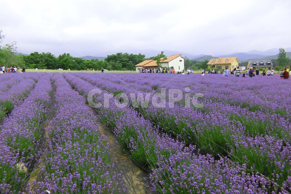라벤더,라벤더밭,고성라벤더축제,lavender,보라색꽃