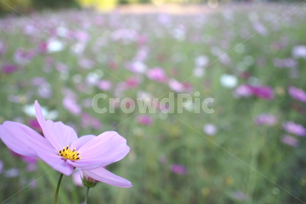꽃,flower,식물,plant,접사,근접촬영,풍경,landscape,감성,코스모스,nature,자연,생동감,fresh,가을,계절,fall,autumn,season,식물,자연,plants,nature,꽃,flower,geranium,제라늄,blossom