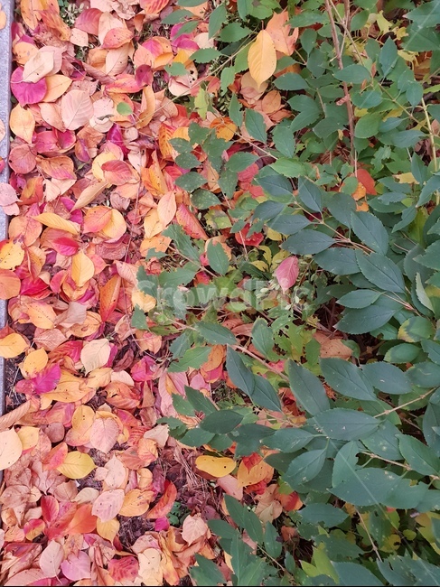 숲,산책,가을,낙엽,햇살,힐링,레드,가을,계절,fall,autumn,season,leaf,잎,plant,식물
