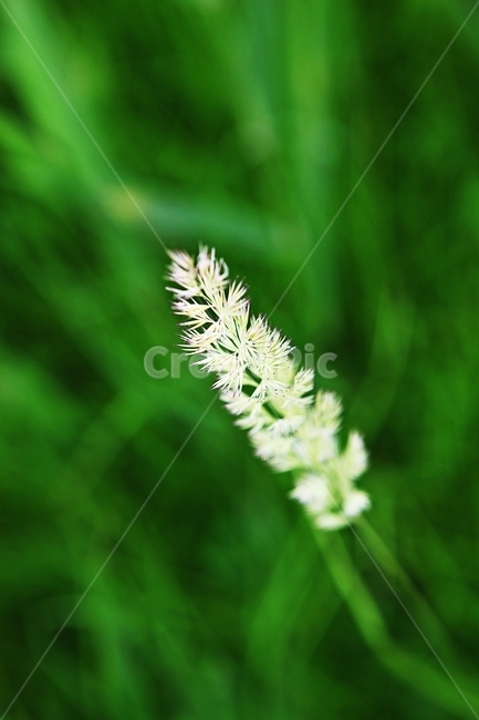 갈대,갈대꽃,꽃,식물,자연,식물,자연,plants,nature