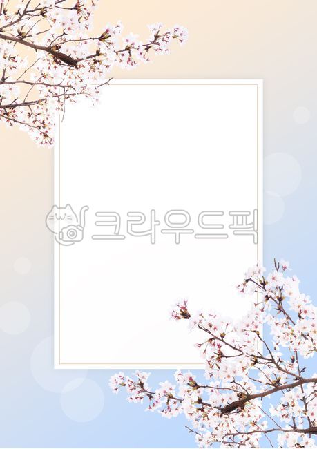 greeting,sign,flora,branch,spring,spring flowers,beautiful,japanese,white,bloom,botanical,season,decoration,border,floral,sakura,natural,invitation,tree,decorative,celebration,background,vintage,plant,poster,card,frame,template,cherry,pink,Cherry Blossom,