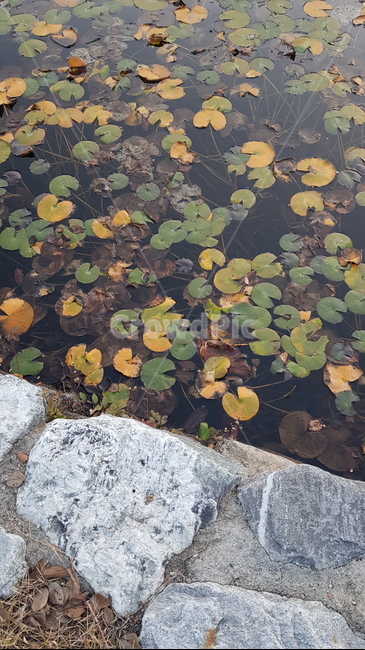 plant,식물,연못,pond,가을,fall,자연,풍경,nature,landscape,식물,plants