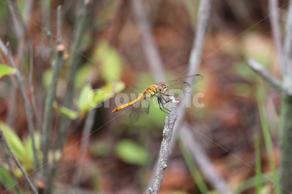 잠자리,아웃포커싱,자연,풀,날개,곤충,벌레,insect,bug