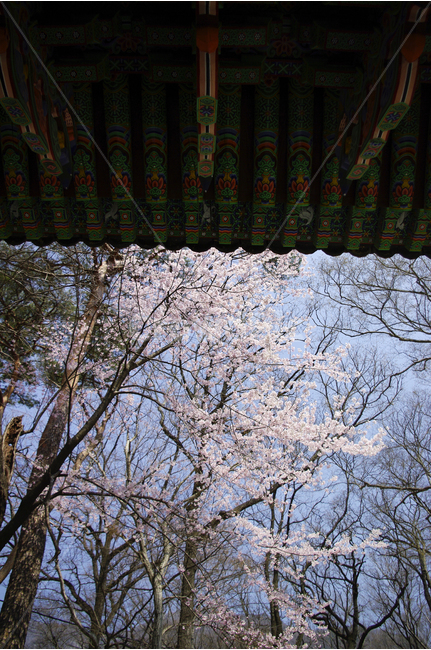 벚나무,나무,벚꽃,봄,지붕,단청,사찰,표충사,봄,계절,spring,season,한국전통,한국문화,korean traditional,korean culture,식물,자연,plants,nature,나무,trees,wood,건축물,건물외관,exterior,building,structure,architecture,construction,plant