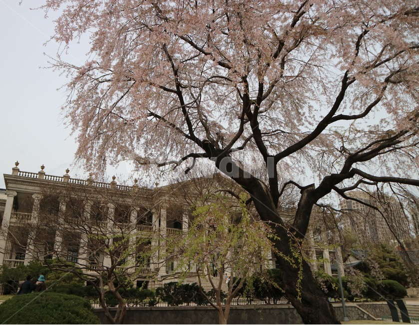 봄,벚꽃,덕수궁,석조전,풍경,봄,계절,spring,season,랜드마크,landmark,tourist attraction,한국랜드마크,한국관광지,한국명소,korea landmark,korea tourist attraction,식물,자연,plants,nature,나무,trees,wood,plant,tree,tree trunk,나무 줄기