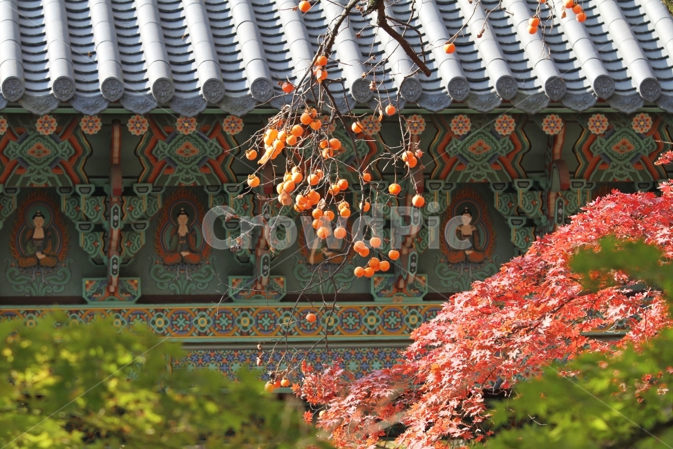 기와지붕,감,단풍,가을,기와,단풍잎,단풍나무,감성사진,가을,계절,fall,autumn,season,한국전통,한국문화,korean traditional,korean culture,식물,자연,plants,nature,과일,열매,fruit,plant