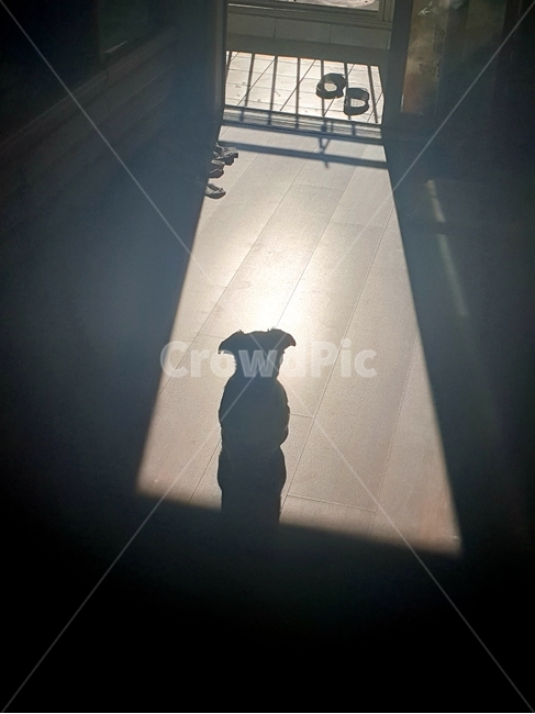 쓸쓸함,고독함,강아지,명암,그림자,실루엣,그림자,silhouette,shadow