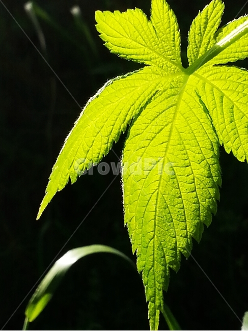 풀잎,아침빛,아침풀,생명력,생명,식물,자연,plants,nature,휴식,힐링,rest,relaxation,healing
