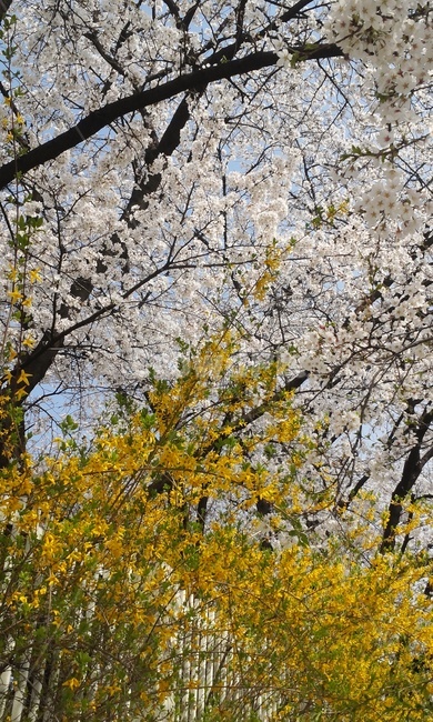 봄,벗꽃,개나리,봄향기,봄분위기,봄꽃,봄내음