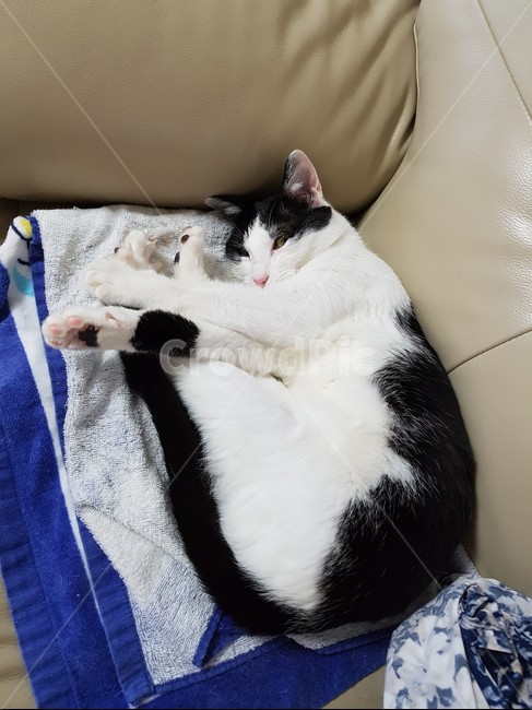 고양이,흰색,핑크색코,검은색꼬리,검정색,동물,animal,포유류,mammal,고양이,cat,kitten,kitty