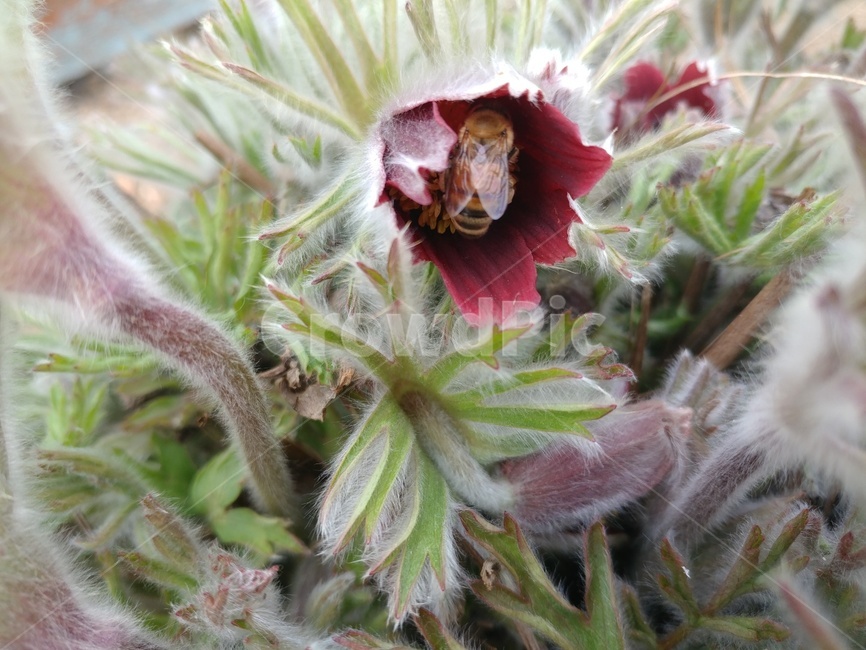 꽃,식물,벌,꿀벌,flower,bee,plant,식물,자연,plants,nature,꽃,flower,동물,animal,곤충,벌레,insect,bug