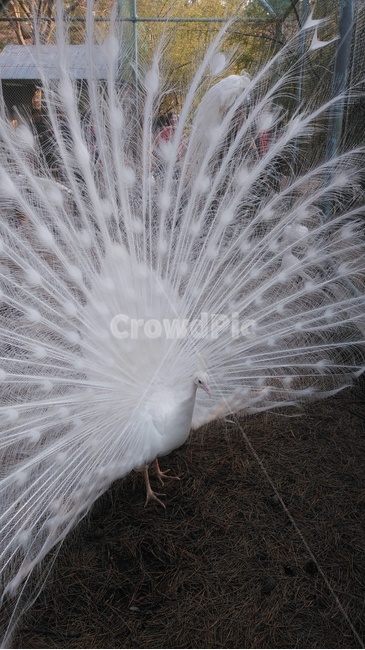 animal,동물,bird,새,공작,동물,animal,조류,새,birds