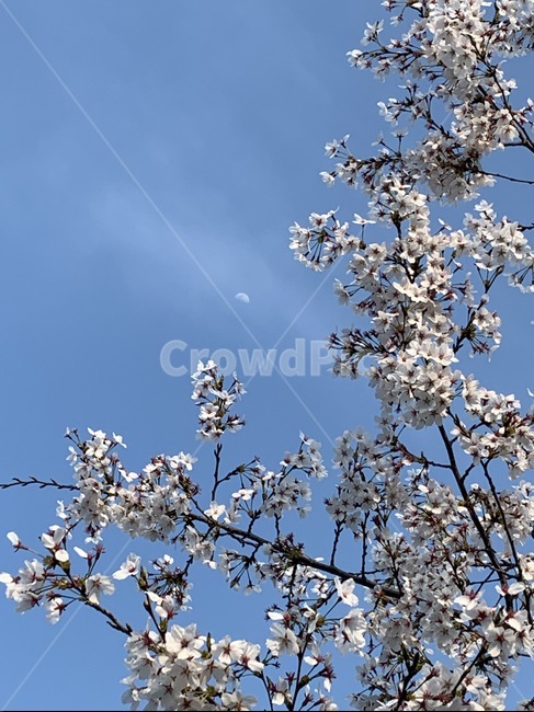 벚꽃,봄,꽃,자연,풍경,식물,파란색,배경,spring,plants,nature,flower,하늘,흰색