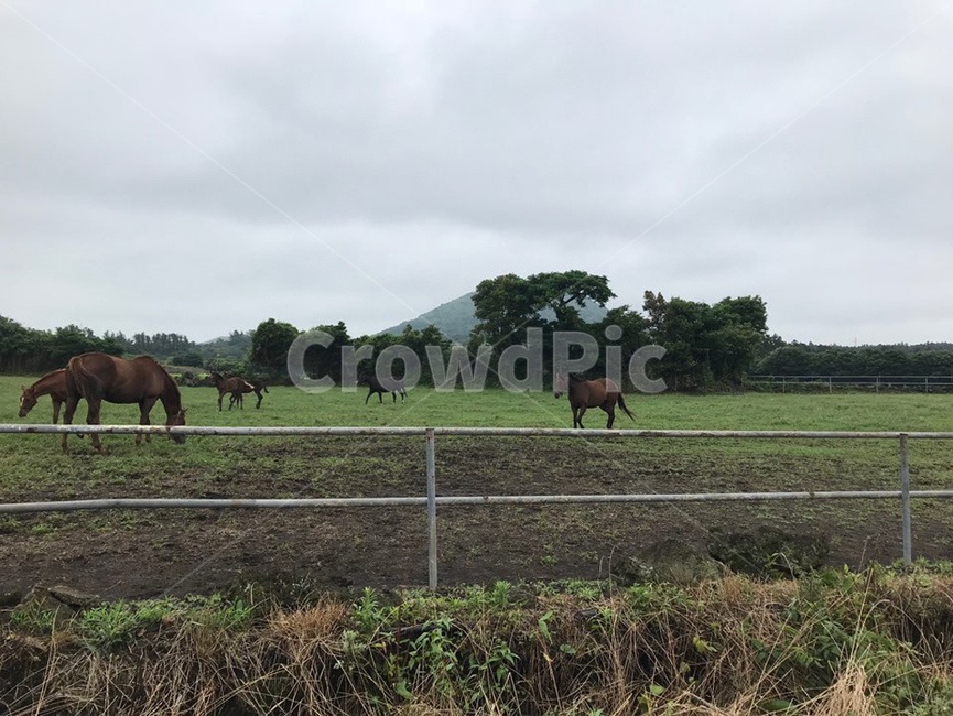 제주도,말,조랑말,들,풍경,경치,여행,여름,따뜻한,마음편한