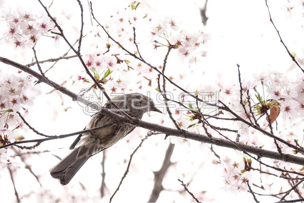 벚꽃,봄꽃,직박구리,텃새,새,조류,벚나무,나무,식물,동물,나뭇가지,가지,애니멀,짐승,부리,주둥이,야생,자연,꽃,생명,날개,생태계,꽃잎,봄,봄날,계절,깃털,생물,생명체,하얀색,bird,animal,blossom,landscape,flower,spring,season,nature,봄,계절,spring,season,동물,animal,조류,새,birds