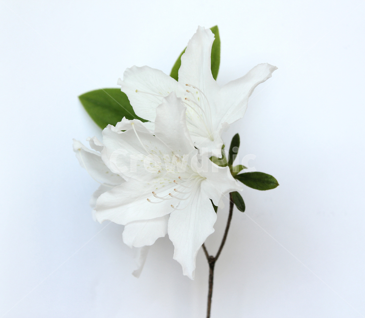 azaleas,azaleasflowers,closeup,decoration,detail,flower,fresh,green,leaf,leaves,macro,natural,nature,plant,royalazaleablossom,whiteazaleasflowers,철쭉,철쭉꽃,클로즈업,디테일,꽃,신선한,그린,녹색,잎,나뭇잎,잎사귀,자연,식물,플라워,흰색,화이트,흰배경,진달래,꽃,flower