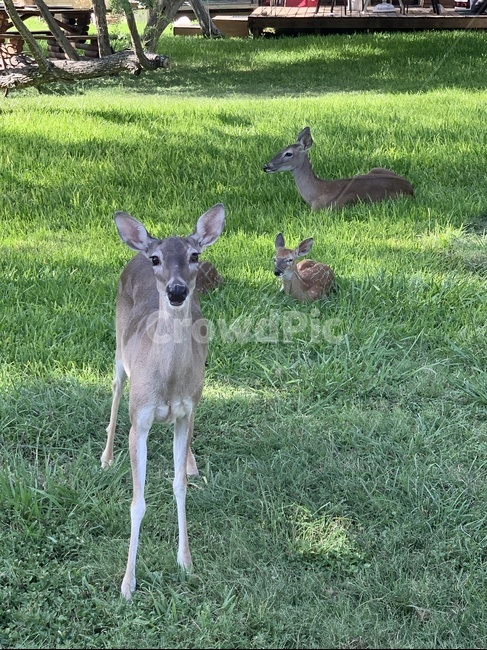 사슴,사슴가족,밤비,미국사슴,아기사슴,동물,animal,포유류,mammal