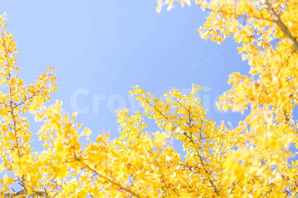 은행나무,단풍,가을,노랑색,나무,자연,가을,계절,fall,autumn,season,식물,자연,plants,nature,나무,trees,wood,감성,sensible,feeling,plant
