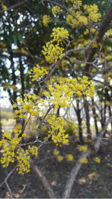 꽃,식물,근접,봄,flower