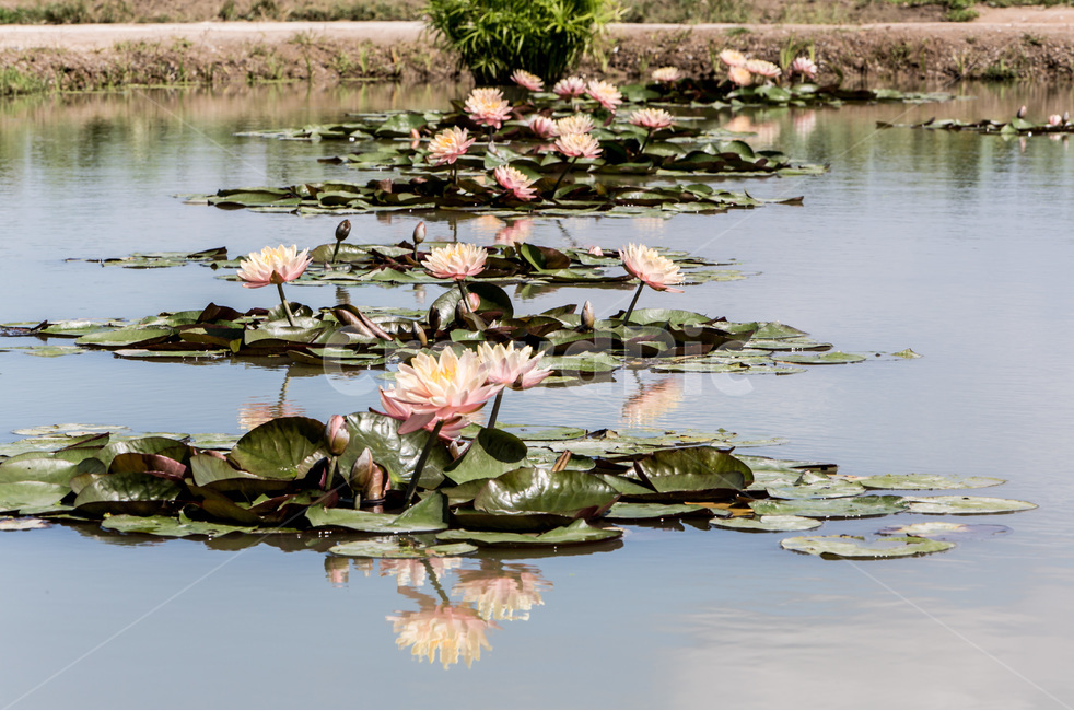 수련,연못,반영,습지,자연,식물,자연,plants,nature,꽃,flower