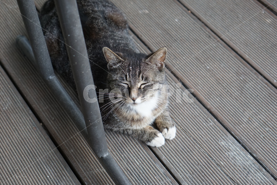 고양이,길고양이,길냥이,cat,동물,animal,동물,animal,포유류,mammal,고양이,cat,kitten,kitty