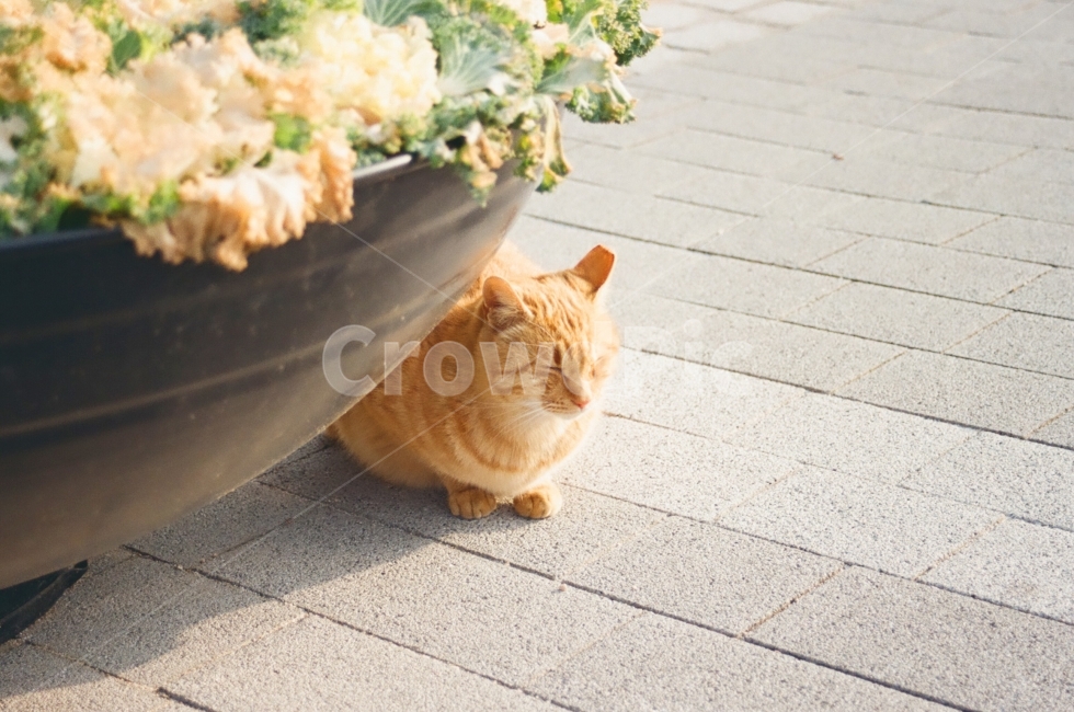 고양이,길고양이,감성사진,감성,cat,kitten,길거리,길,street,도시,city,자연,동물,animals,화분,표정,나른함,잠,sleep,동물,animal,포유류,mammal,고양이,cat,kitten,kitty