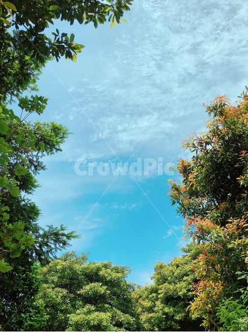 제주도,하늘,공원,자연,여름,봄,맑음,자연,풍경,nature,landscape,tree,나무,plant,식물