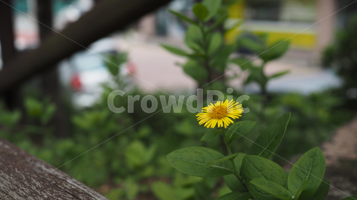 야생화,꽃,야생식물,wildflower,flower,식물,자연,plants,nature,꽃,flower