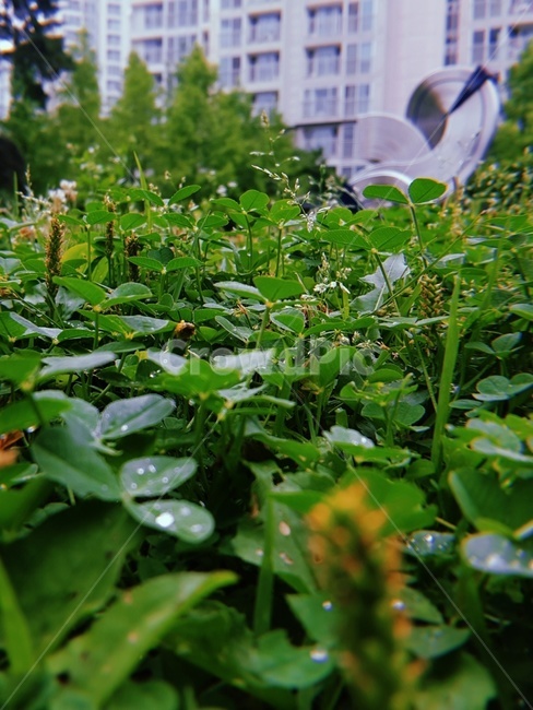 클로버,토끼풀,잔디,공원,풀,잎,풀잎,필름카메라,초록,초록색,세잎클로버