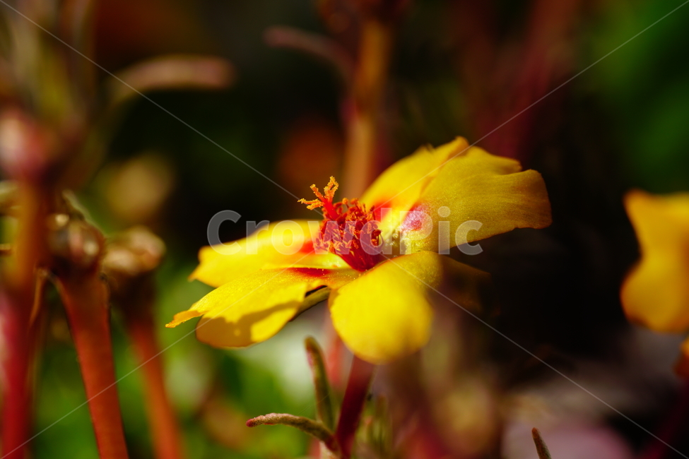 채송화,꽃,꽃밭,화단,가을,가을꽃,플라워,flower,식물,plants,자연,nature,fall,autumn,10월,october,portulacagrandiflora,rosemoss,접사,클로즈업,closeup,식물,자연,plants,nature,꽃,flower