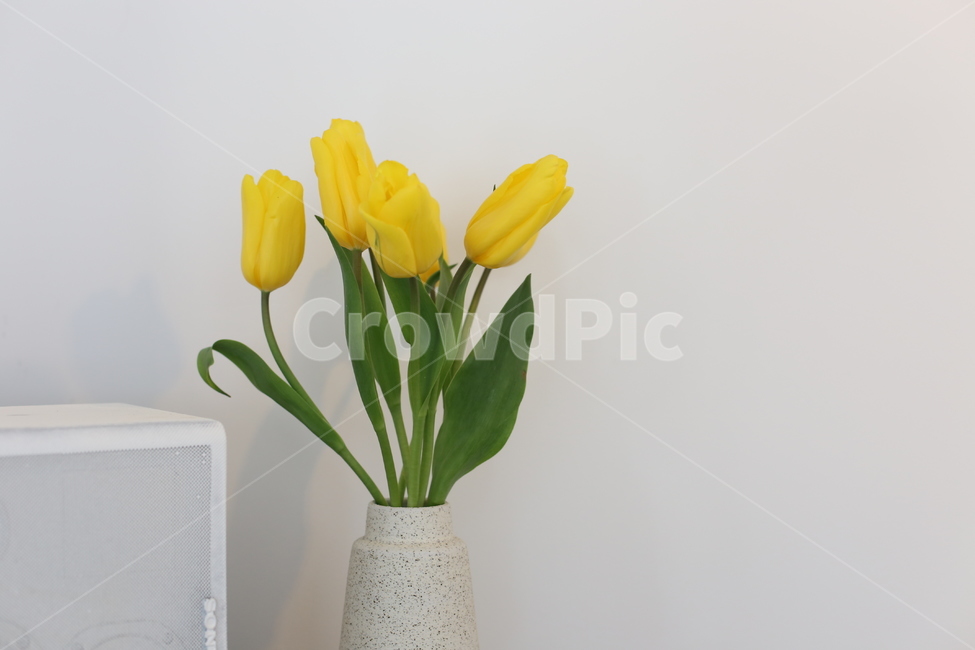 꽃,화분,인테리어소품,화병,꽃병,plant,식물