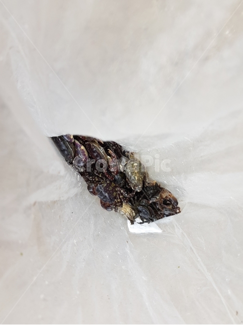 꽃게,게,크랩,바다게,작은게,수산물,해산물,fishery products,seafood