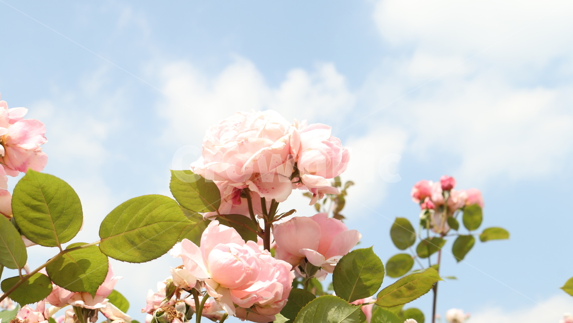 장미,꽃,rose,flower,식물,5월,자연,힐링,여유,식물,자연,plants,nature,꽃,flower